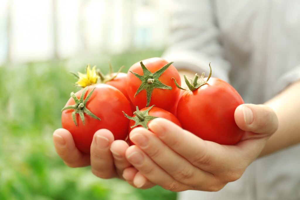 収穫したトマトを手に持つ様子