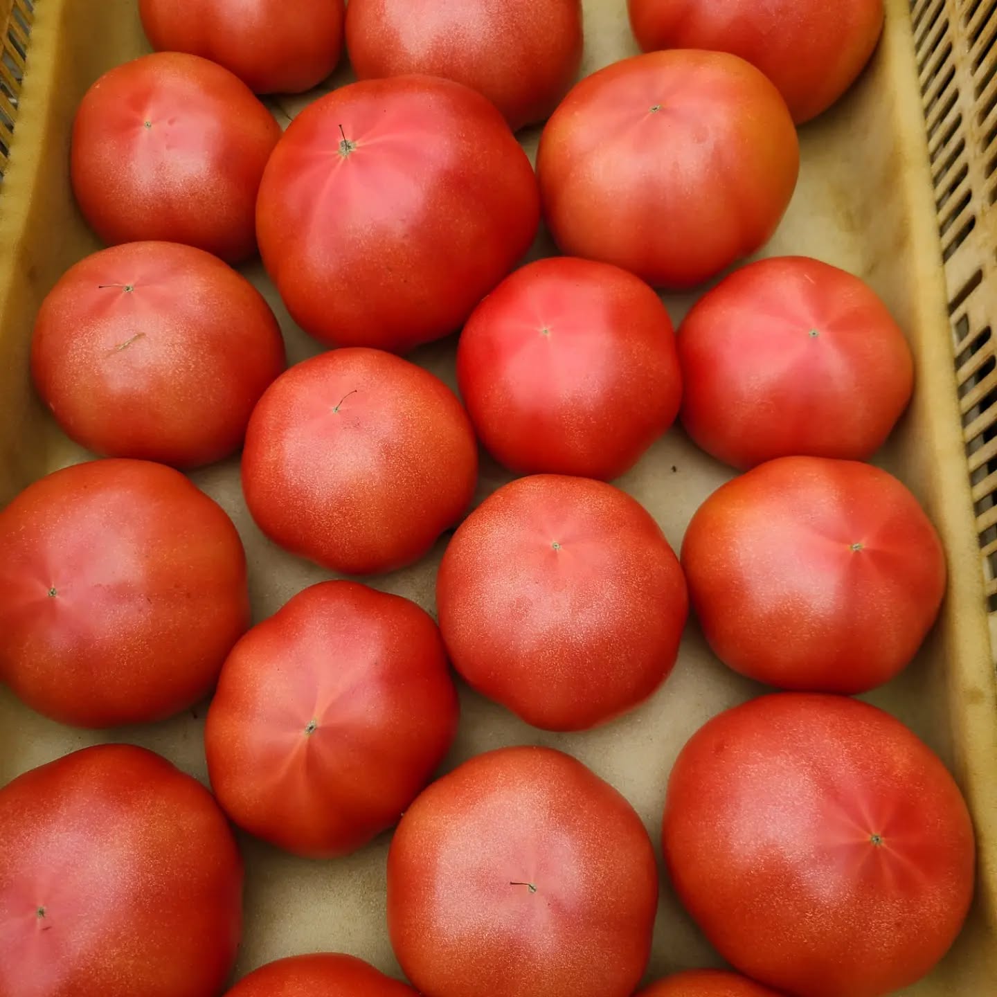 収穫された赤い大玉トマト